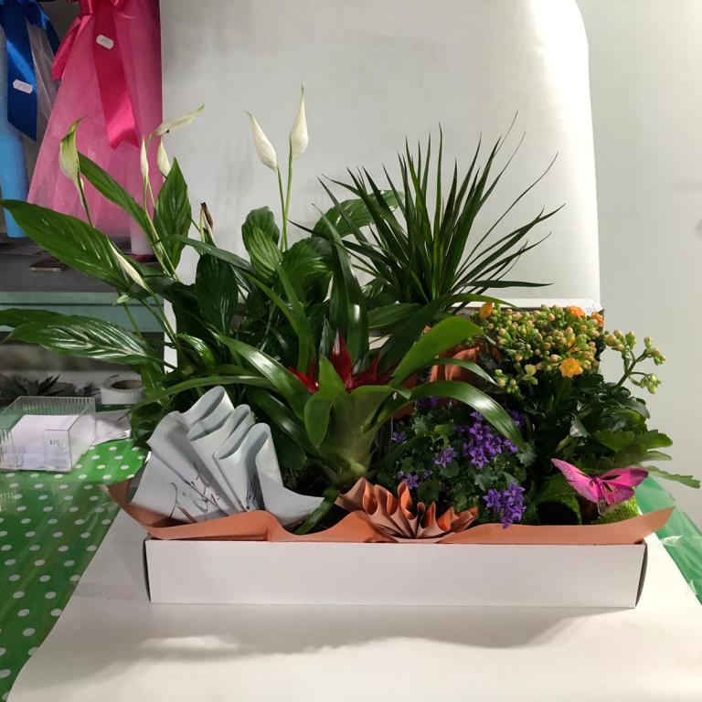 Cutie lemn mixt plante